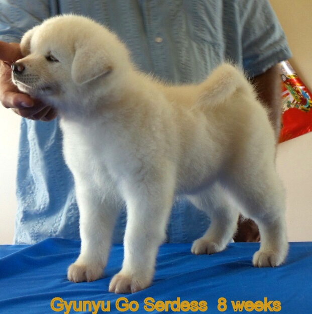 Japanese Akita Canada Breeder Ontario Serdess